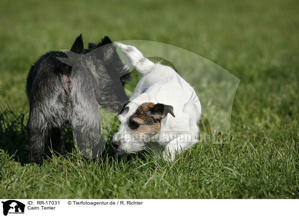 Cairn Terrier / Cairn Terrier / RR-17031