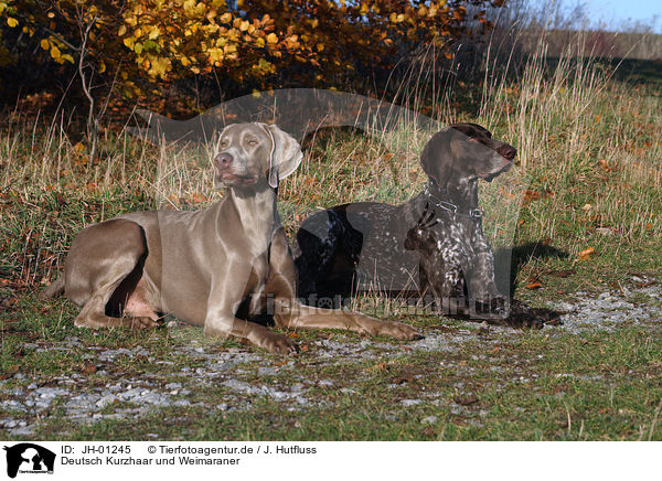 Deutsch Kurzhaar und Weimaraner / JH-01245