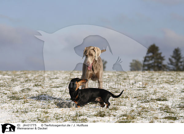 Weimaraner & Dackel / Weimaraner & Teckel / JH-01775