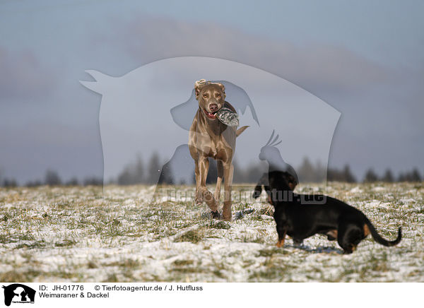 Weimaraner & Dackel / Weimaraner & Dachshund / JH-01776