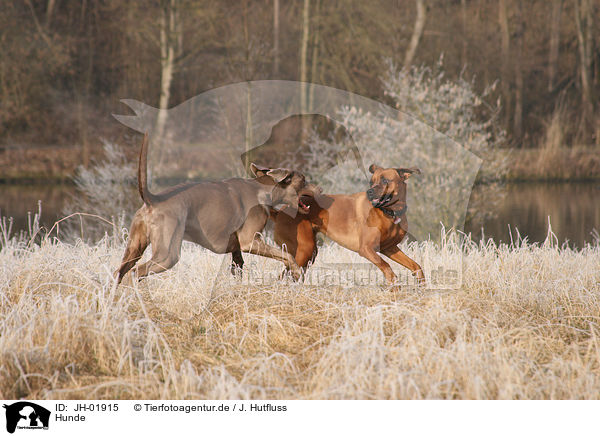 Hunde / JH-01915