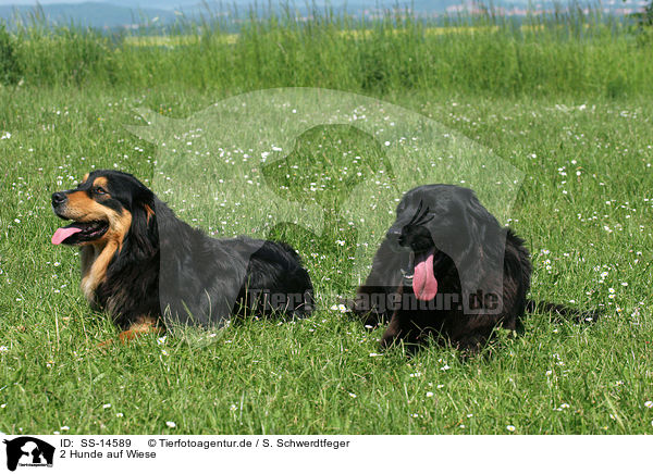 2 Hunde auf Wiese / 2 dogs in the meadow / SS-14589
