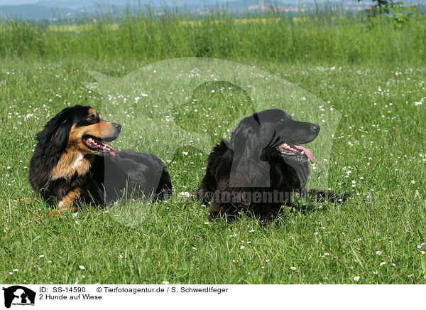 2 Hunde auf Wiese / 2 dogs in the meadow / SS-14590