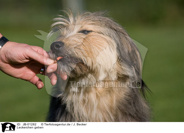 Leckerchen geben / giving treat / JB-01282