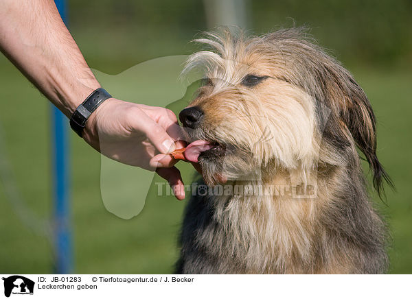 Leckerchen geben / giving treat / JB-01283