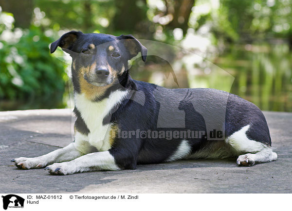 Hund / MAZ-01612