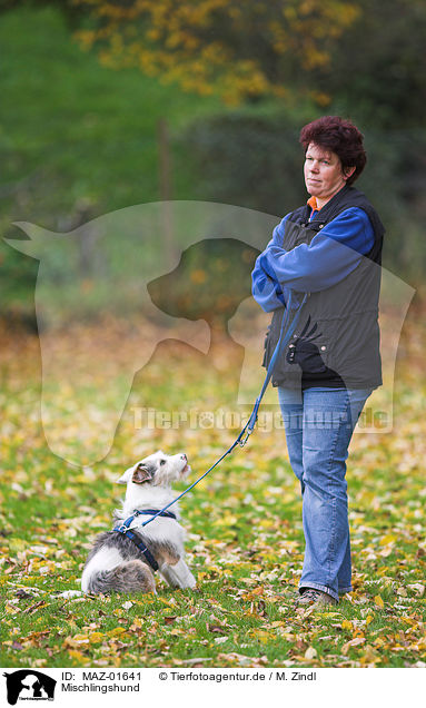 Mischlingshund / mongrel / MAZ-01641
