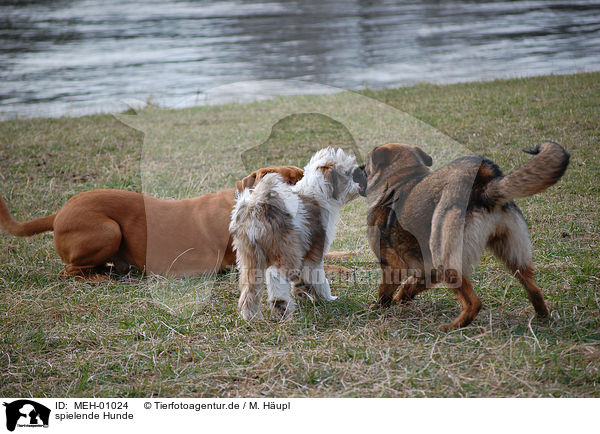 spielende Hunde / playing dogs / MEH-01024