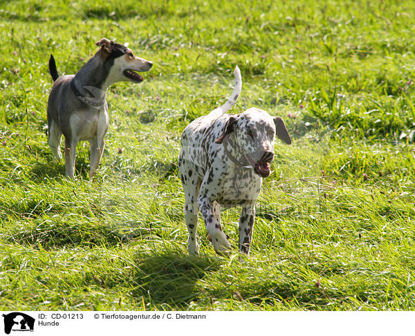 Hunde / dogs / CD-01213