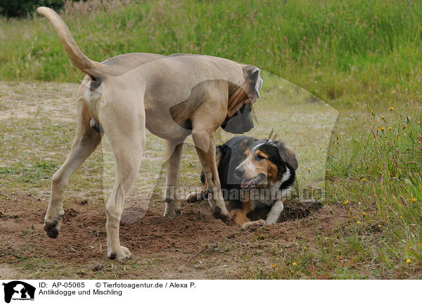 Antikdogge und Mischling / Antikdogge and mongrel / AP-05065