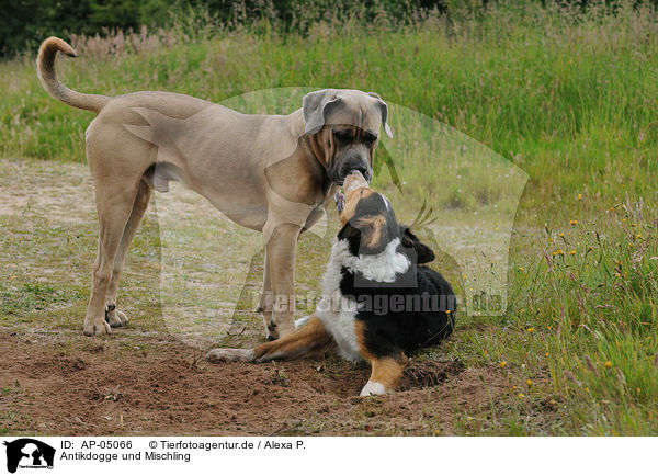 Antikdogge und Mischling / Antikdogge and mongrel / AP-05066