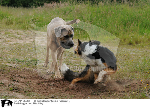 Antikdogge und Mischling / Antikdogge and mongrel / AP-05067