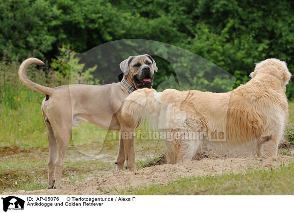 Antikdogge und Golden Retriever / Antikdogge and golden retriever / AP-05076