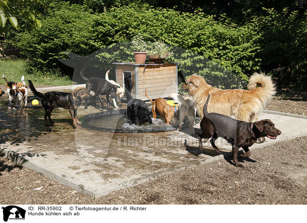 Hunde khlen sich ab / dogs in water / RR-35902