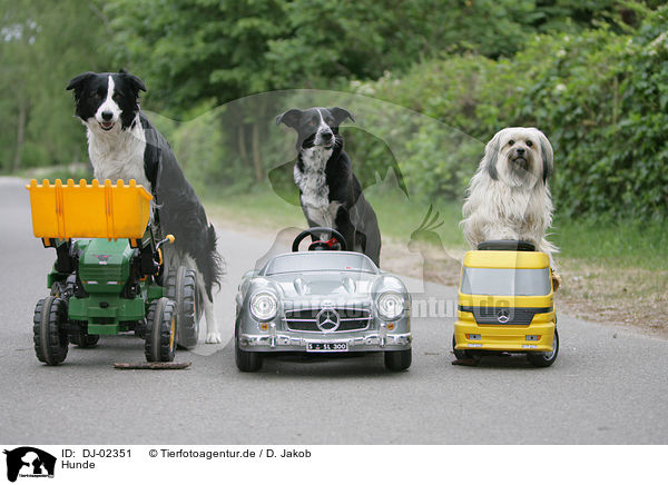 Hunde / DJ-02351