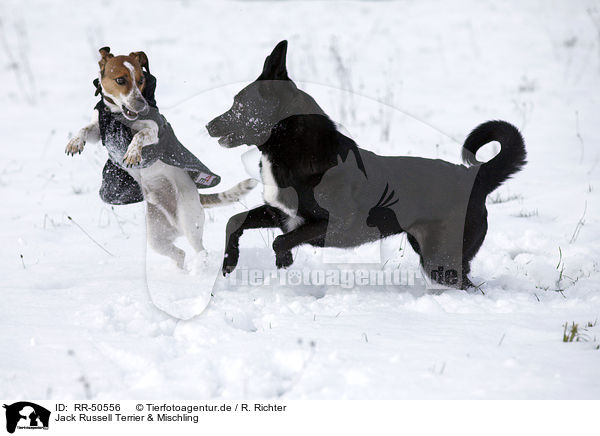 Jack Russell Terrier & Mischling / RR-50556