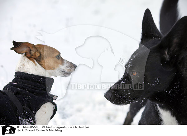 Jack Russell Terrier & Mischling / Jack Russell Terrier and mongrel / RR-50558