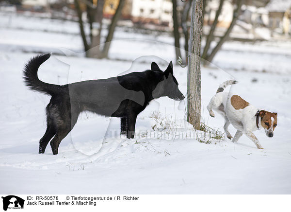 Jack Russell Terrier & Mischling / Jack Russell Terrier and mongrel / RR-50578