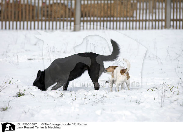 Jack Russell Terrier & Mischling / Jack Russell Terrier and mongrel / RR-50587