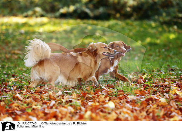 Toller und Mischling / Tolling Retriever and mongrel / RR-57745