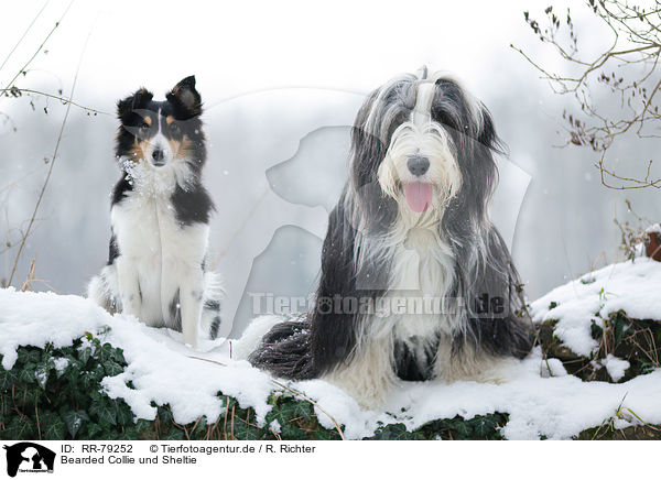 Bearded Collie und Sheltie / Bearded Collie and Sheltie / RR-79252