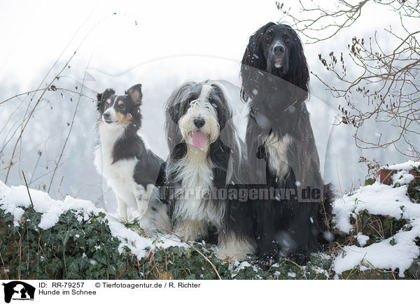 Hunde im Schnee / RR-79257