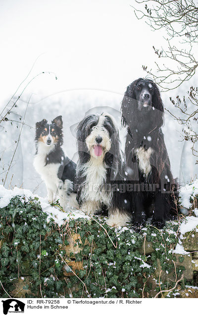 Hunde im Schnee / dogs in snow / RR-79258