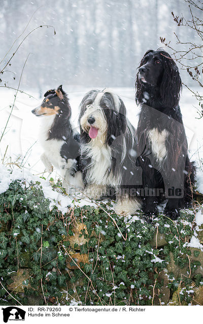 Hunde im Schnee / RR-79260