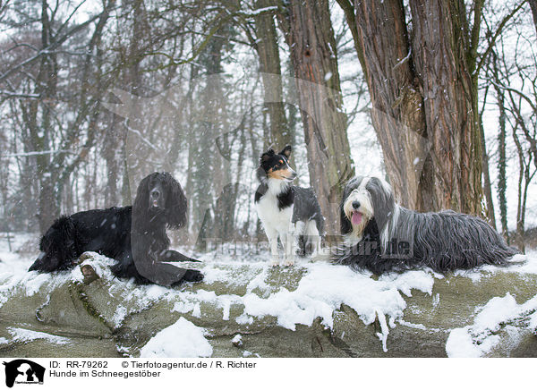 Hunde im Schneegestber / dogs in snow flurries / RR-79262