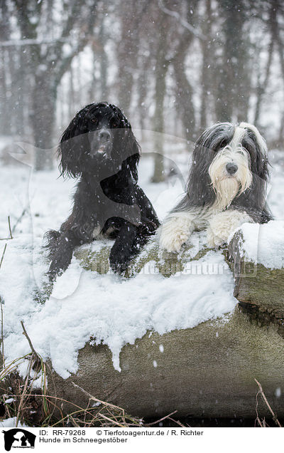 Hunde im Schneegestber / RR-79268