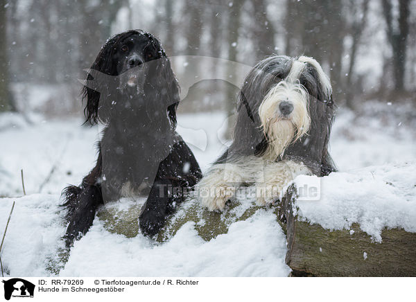 Hunde im Schneegestber / dogs in snow flurries / RR-79269
