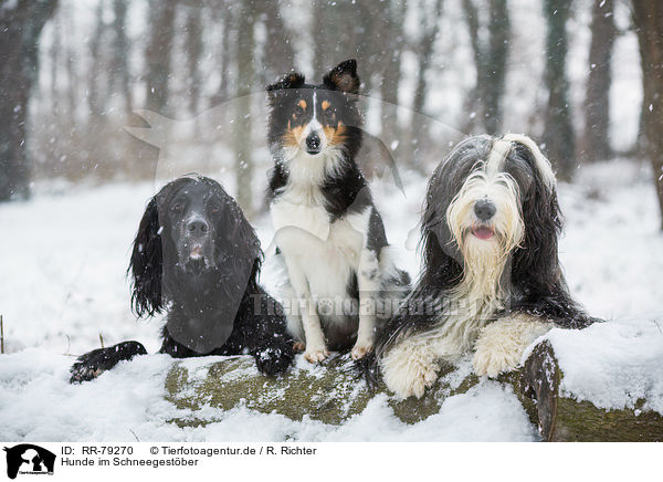 Hunde im Schneegestber / dogs in snow flurries / RR-79270