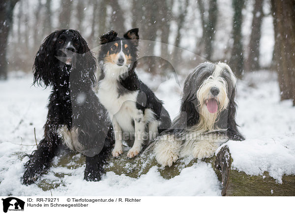 Hunde im Schneegestber / dogs in snow flurries / RR-79271
