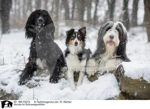 Hunde im Schneegestber / RR-79272