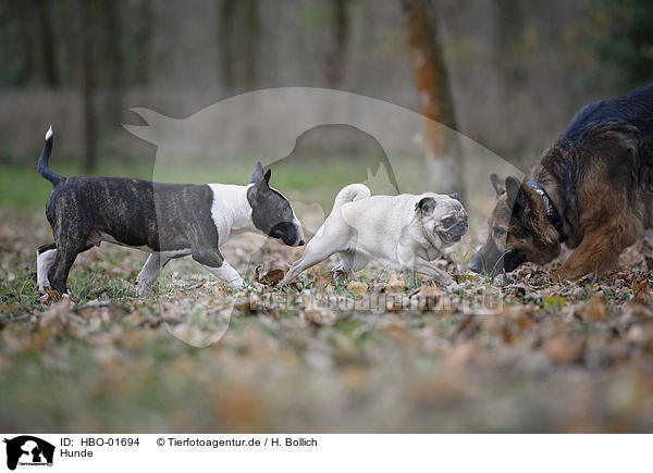 Hunde / HBO-01694