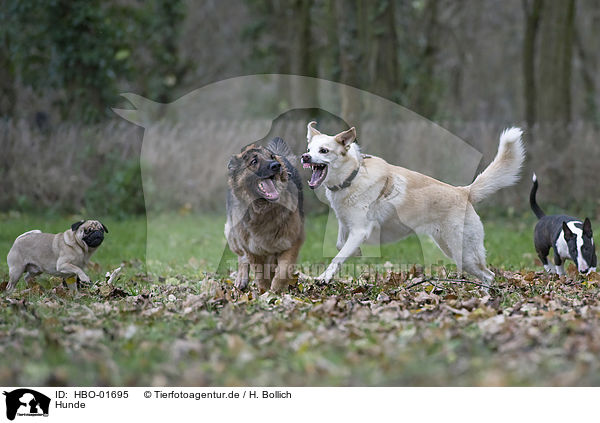 Hunde / dogs / HBO-01695