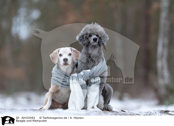Beagle und Kleinpudel / AH-03493