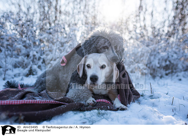 Beagle und Kleinpudel / AH-03495