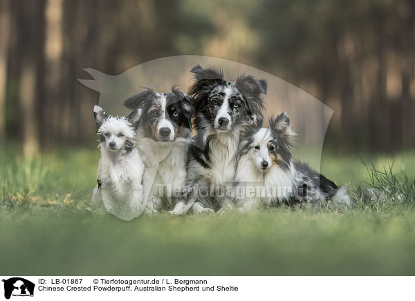 Chinese Crested Powderpuff, Australian Shepherd und Sheltie / LB-01867