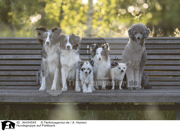 Hundegruppe auf Parkbank / AH-04545