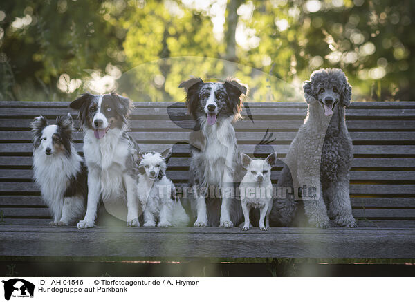 Hundegruppe auf Parkbank / Group of dogs on park bench / AH-04546
