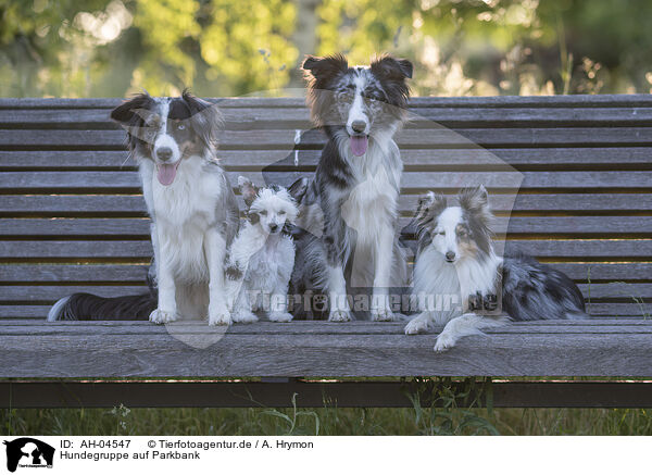 Hundegruppe auf Parkbank / Group of dogs on park bench / AH-04547