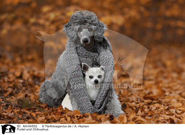 Pudel und Chihuahua / AH-04552
