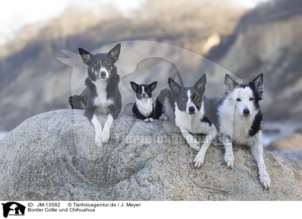 Border Collie und Chihuahua / Border Collie and Chihuahua / JM-13582