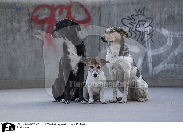 3 Hunde / 3 dogs / KAM-02647