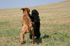 Rhodesian Ridgeback und Havaneser