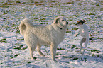 Parson Russell Terrier und Kuvasz