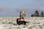 Weimaraner & Dackel