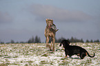 Weimaraner & Dackel