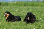 2 Hunde auf Wiese